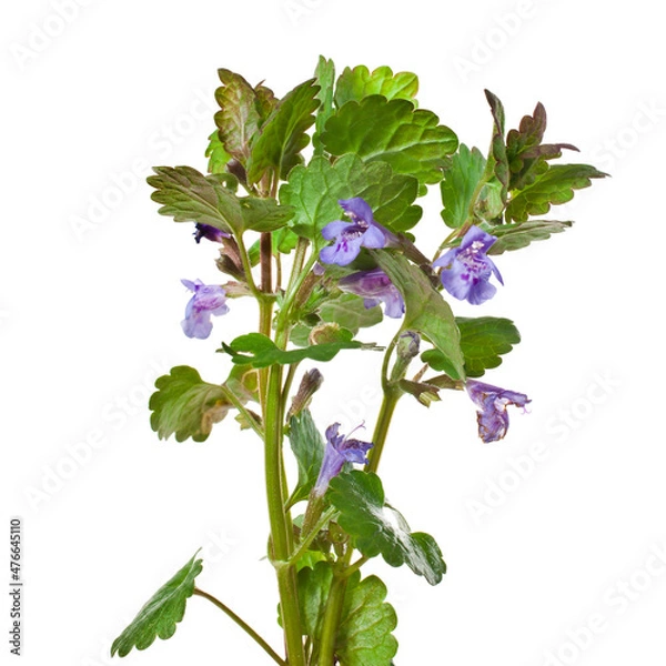 Fototapeta Creeping charlie (Glechoma hederacea) know as ground-ivy, gill-over-the-ground, alehoof, tunhoof, catsfoot, field balm, run-away-robin isolated on a white background.