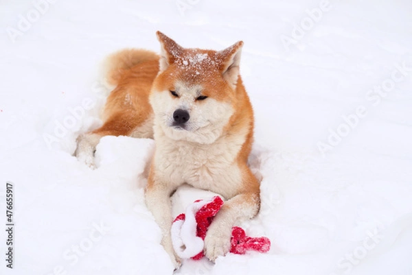 Fototapeta akita inu dog in snow playing with new year hat