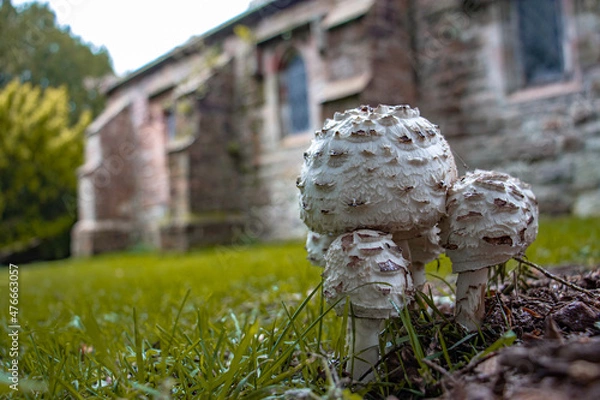 Fototapeta A small group of mushrooms in the grass of a graveyard in front of an old church.