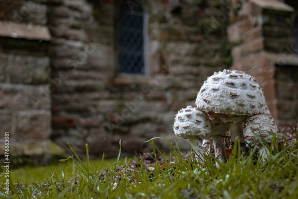 Fototapeta A small group of mushrooms in the grass in front of an old church.