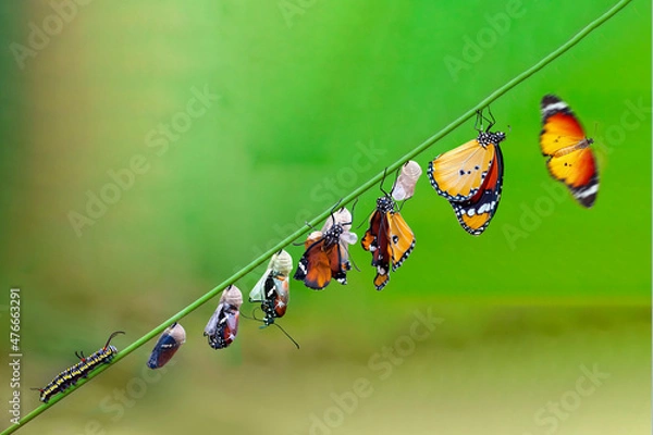 Fototapeta Differing stages of life from caterpillar to cocoon to butterfly
