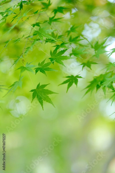 Fototapeta 緑の紅葉