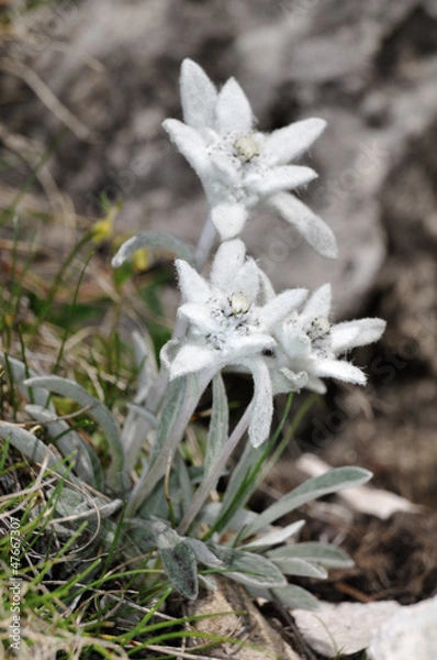 Obraz Edelweiss