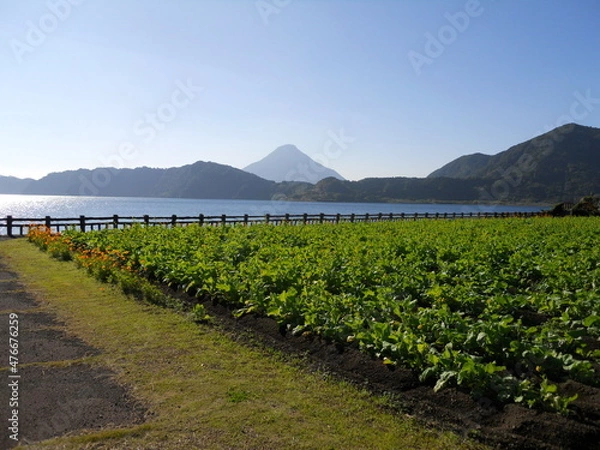 Obraz 池田湖と菜の花と薩摩富士