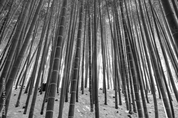 Fototapeta 대나무
