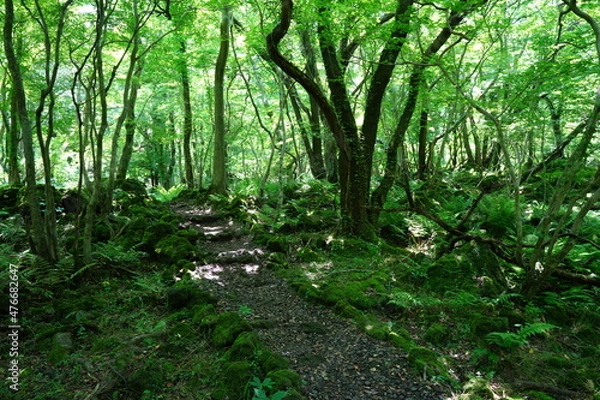 Fototapeta mossy trees and fern in the sunny spring forest