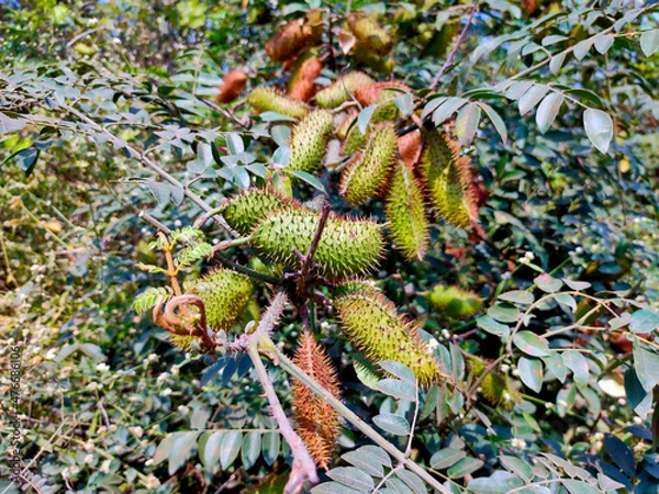 Obraz Caesalpinia bonduc, also known as grey nicker nut, nicker bean, fever nut growing in the wild