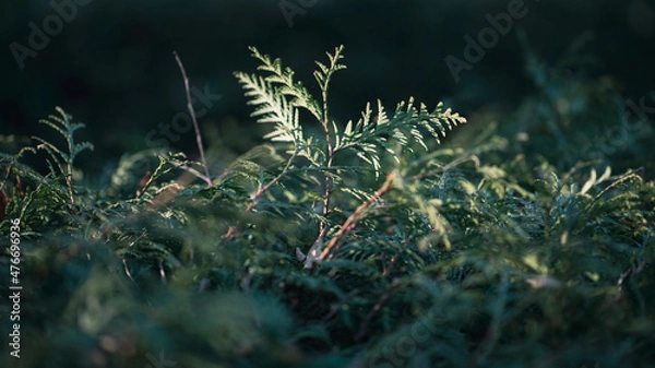 Fototapeta Green branches and young leaves of a thuja tree. Background image