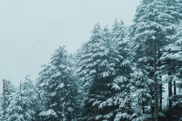 Fototapeta View of the Pine trees in the forest covered  by snow during the snowfall in winter at Manali in Himachal Pradesh, India. Snowfall in the forest during the winter.