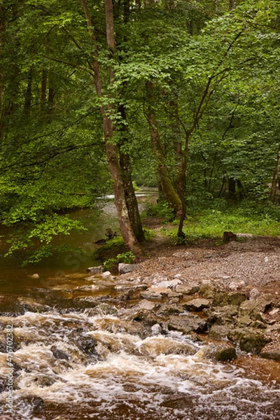 Obraz Bäume am Bach