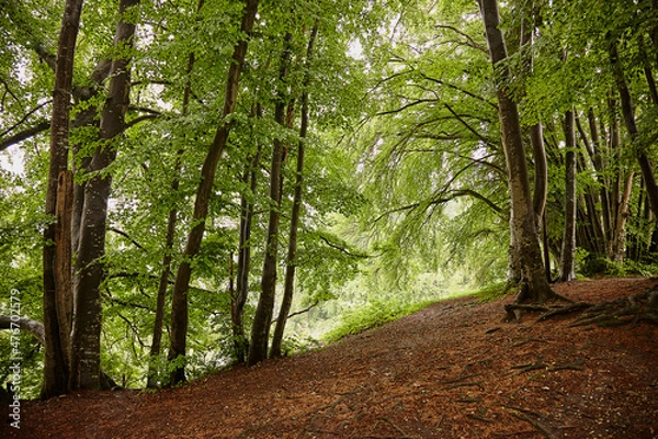 Obraz Hellgrüner Wald