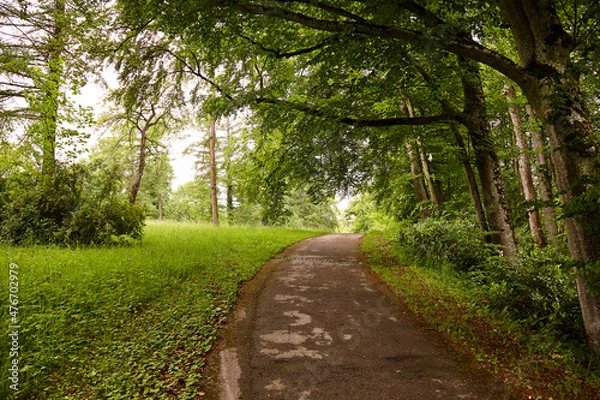 Obraz Waldweg unter Bäumen