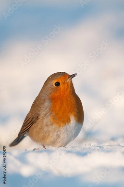 Obraz Robin in the snow