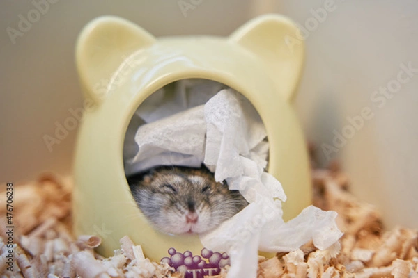 Fototapeta A gray Dzungarian hamster looks out of its house. Sleepy hamster. Dwarf hamster.