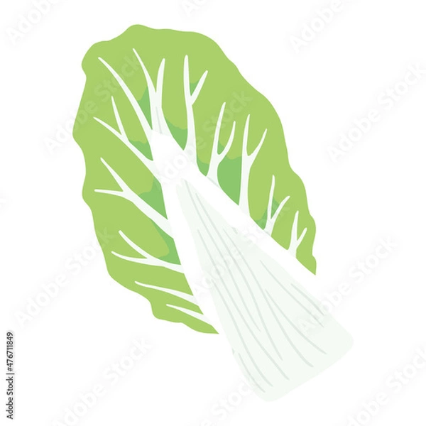 Obraz 白菜　芯と葉