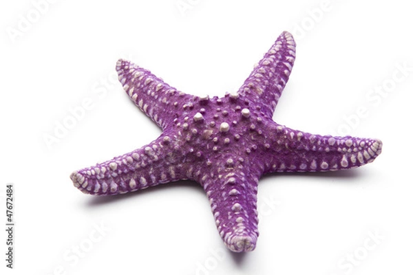Obraz starfish