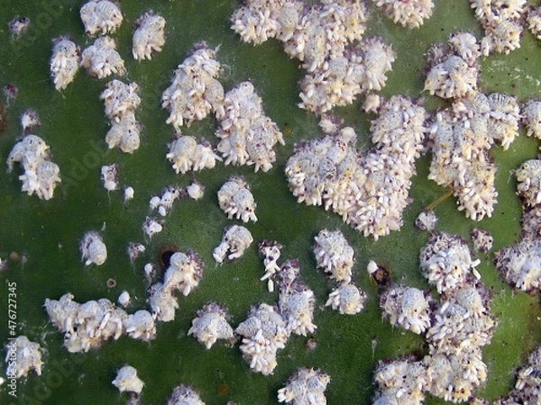 Fototapeta Opuntia cochineal scale, Dactylopius opuntiae (Hemiptera: Dactylopiidae) on a cladode of Opuntia cactus (prickly pears)