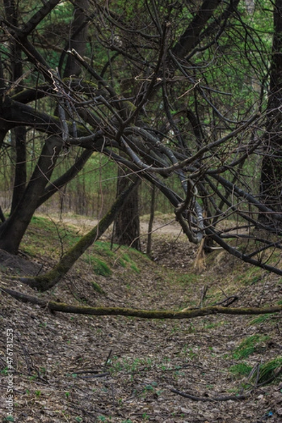 Obraz trees in the woods