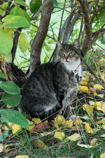 Obraz cat on the tree