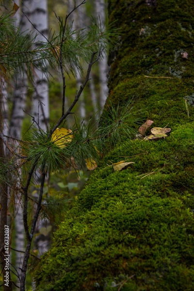 Obraz autumn in the woods