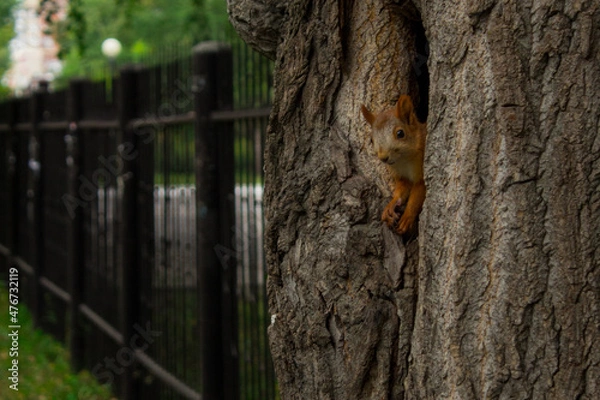Obraz squirrel on a tree