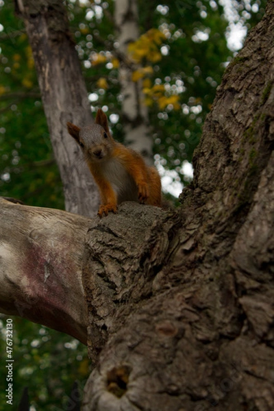 Fototapeta squirrel on a tree