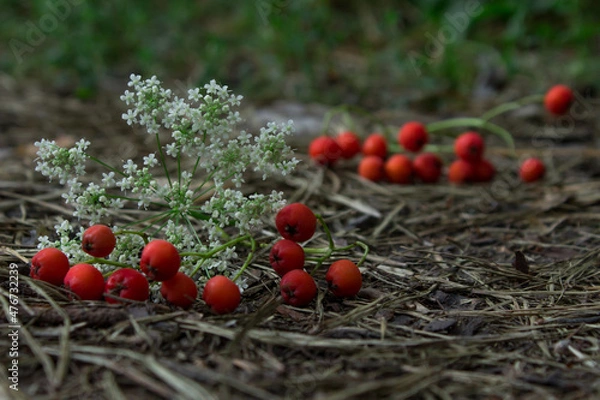 Obraz berries on a grass
