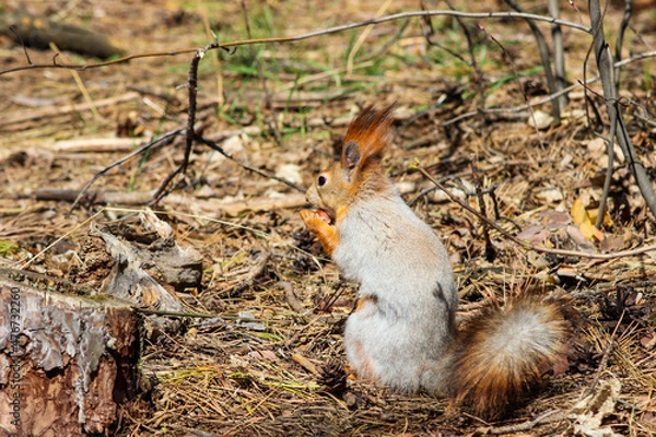 Obraz squirrel in the park