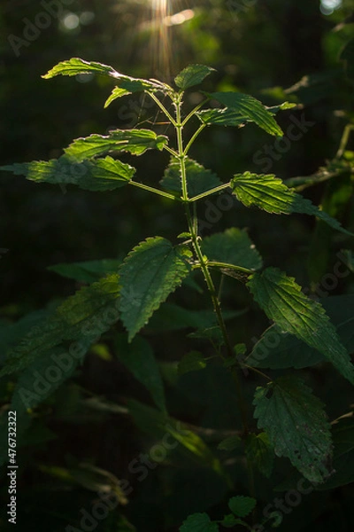 Obraz grass in the forest