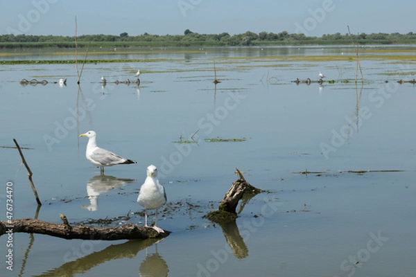 Fototapeta Several gulls are sitting on an old root. Danube delta in Romania.Lake view with birds. A seagull is standing on a floating piece of wood.