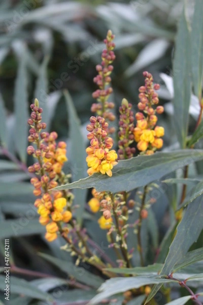 Obraz マホニアコンフューサの黄色い花