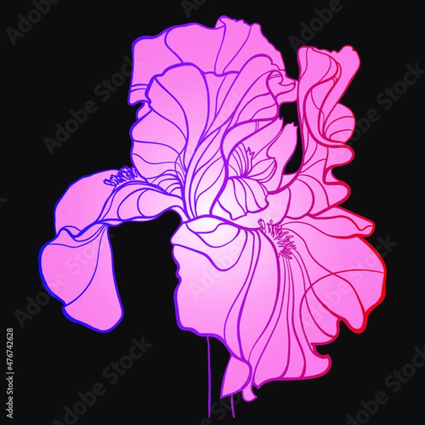 Fototapeta Pink iris on a black background, vector drawing