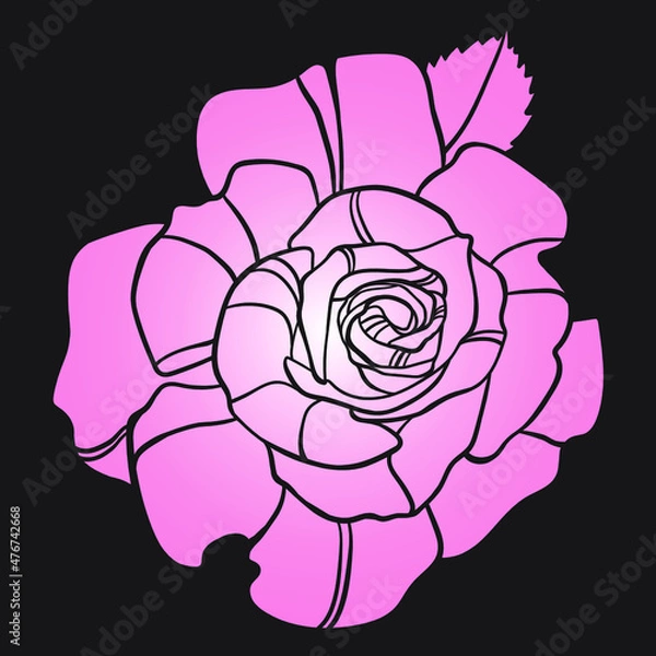 Fototapeta Pink iris on a black background, vector drawing