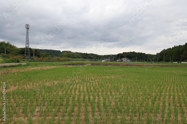 Fototapeta 田舎の景色