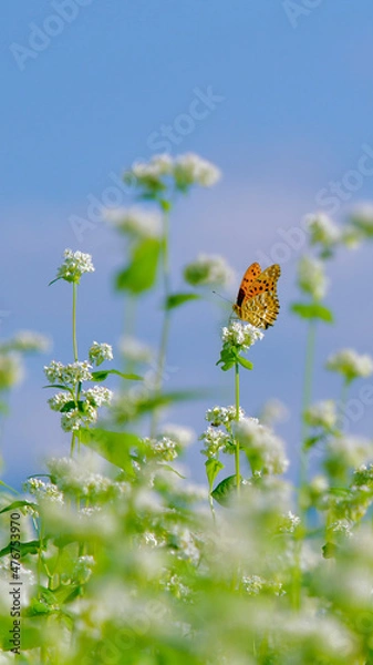 Obraz 蕎麦畑とツマグロヒョウモン