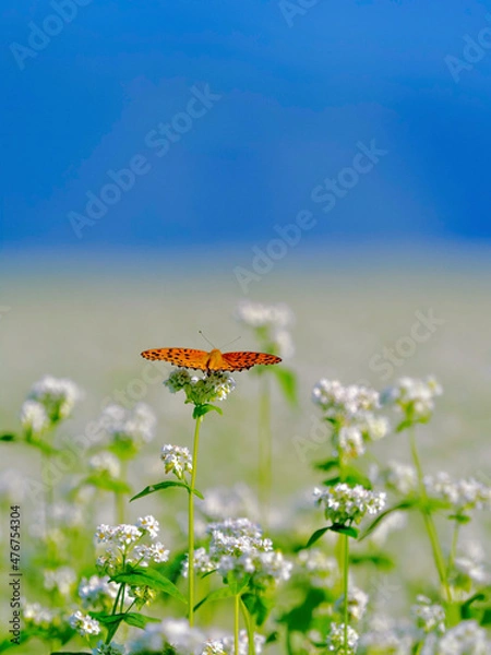 Obraz 蕎麦畑とツマグロヒョウモン