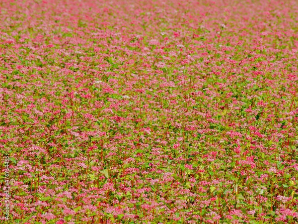 Obraz 箕輪の赤蕎麦畑　高嶺ルビー