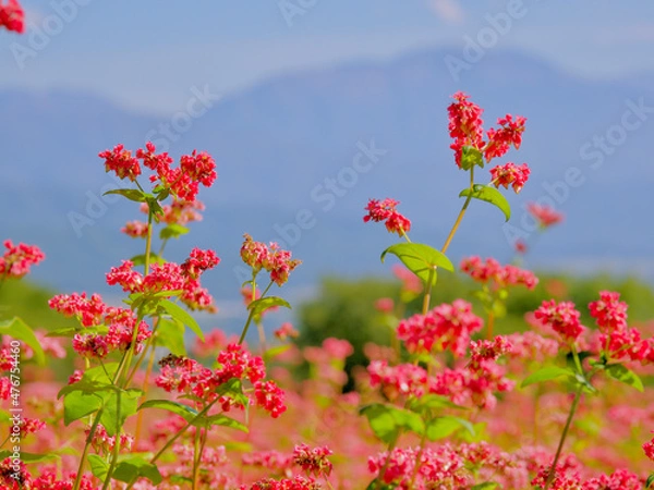 Obraz 箕輪の赤蕎麦畑　高嶺ルビー　