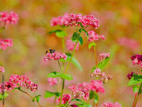 Obraz 箕輪の赤蕎麦畑　高嶺ルビー