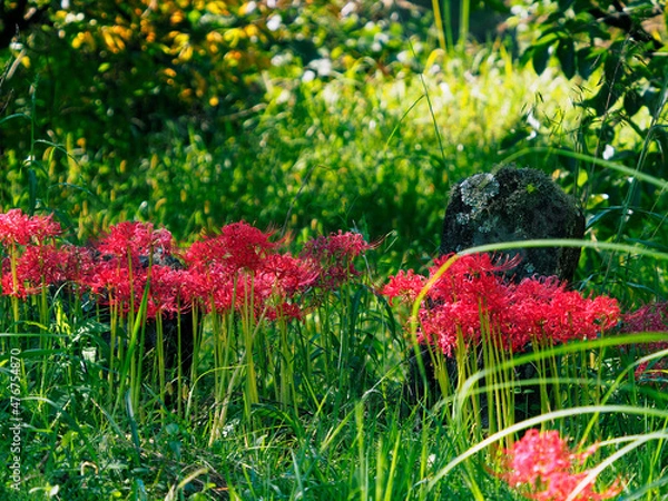 Obraz 曼珠沙華と古い墓標