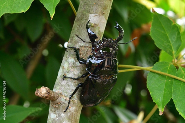 Obraz タランドゥスオオツヤクワガタ
