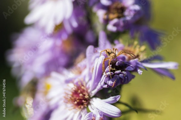 Fototapeta nature walking in forest