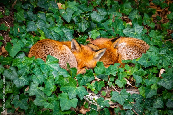 Fototapeta Two red foxes cuddling in London garden, UK
