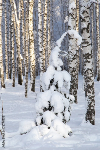 Fototapeta Sunny spruce tree underneath the snow, winter birch forest on background