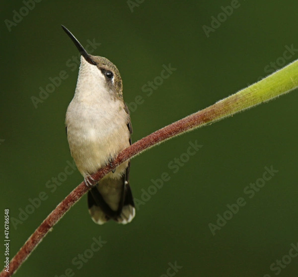 Obraz Ruby-throated Hummingbird