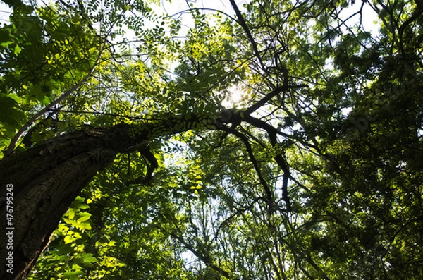 Obraz Tree directly from below against the sun