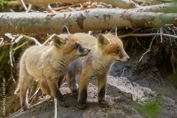 Obraz Entre frangins