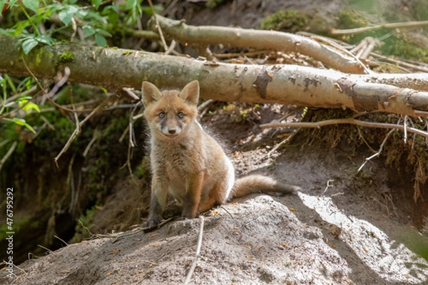Obraz Premières sorties du terrier