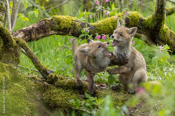 Obraz Jeux de renardeaux