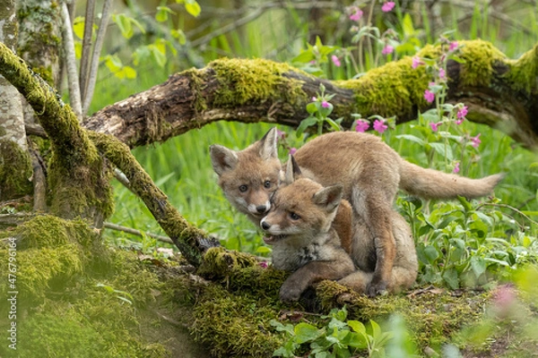 Obraz Jeux de renardeaux